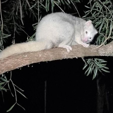 Bird Songs Getaway Accommodation Cabbage Tree Creek Экстерьер фото
